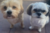  AirKraftMaisey&Marley       