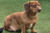  AirKraftSausageDog    