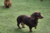  AirKraftSausageDogs  